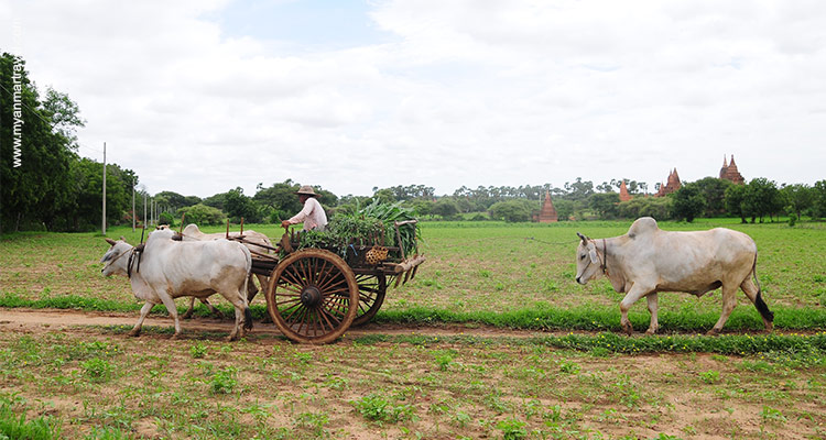 Myanmar-Family-Tour3