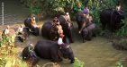 Myanmar-Jungle-Trekking-1