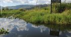 myanmar-bird-watching-tour-11