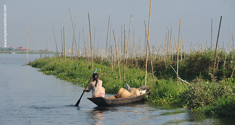 myanmar-bird-watching-tour-14