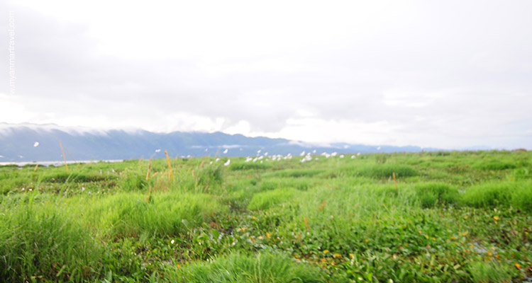myanmar-bird-watching-tour-2