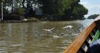 myanmar-bird-watching-tour-6