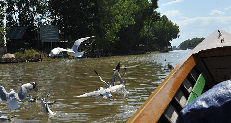 myanmar-bird-watching-tour-7