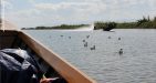 myanmar-bird-watching-tour-8