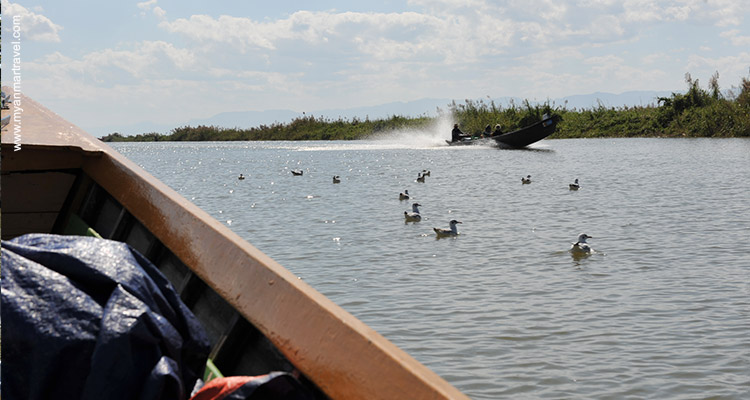 myanmar-bird-watching-tour-8